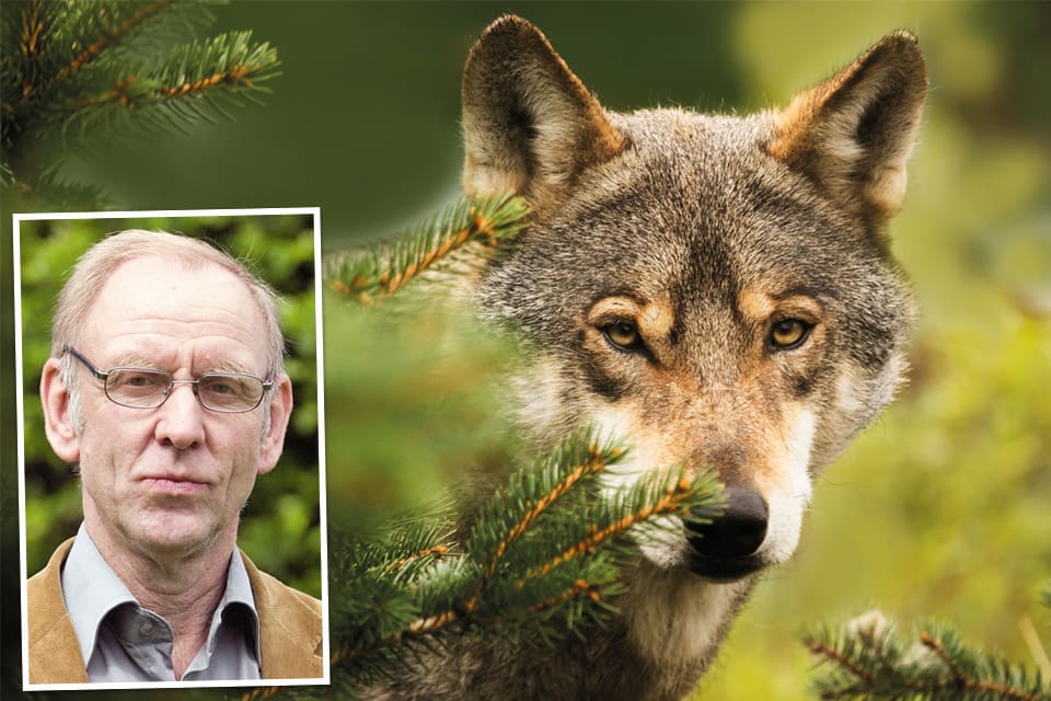 Henrik Tågmark, vice ordförande och rovdjursansvarig i JRF, kritiserar att det endast blir licensjakt i januari på 24 vargar. Kvoten har fördelats på länen Gävleborg Värmland, Örebro och Västmanland.