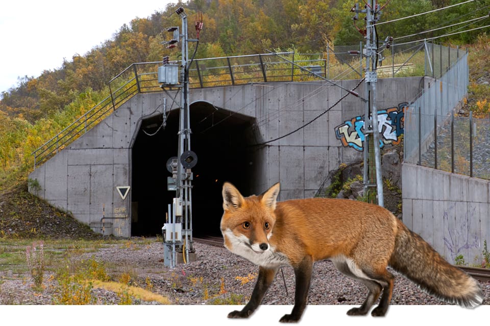 Johan Östman har förlorat tre jakthundar som följt efter räv in i tågtunnlar. Nu efterlyser han stängsel längs banvallen.
