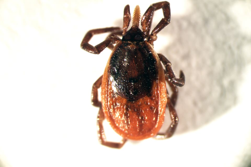 Tajgafästingen har invandrat österifrån och kan bära med sig en farligare typ av TBE-virus.