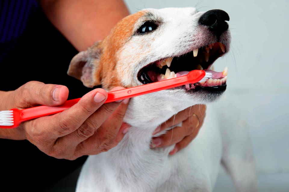 Endast fyra procent av hundägarna borstar tänderna på sina hundar, enligt en SLU-undersökning. Tuggben räcker inte och tandproblem är de vanligaste besvären hos hundar.