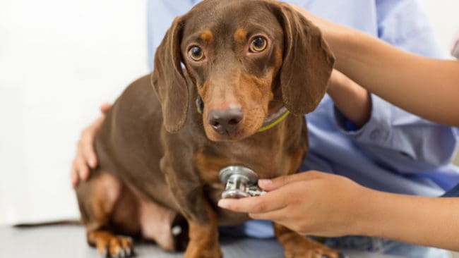 Uppgiften om att en svensk hund, som hade varit på besök i Norge, hade avlidit av magsjuka när den kom hem har visat sig inte stämma. (arkivbild)