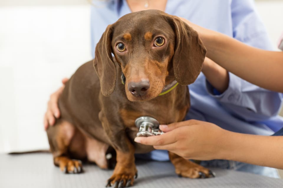 Uppgiften om att en svensk hund, som hade varit på besök i Norge, hade avlidit av magsjuka när den kom hem har visat sig inte stämma. (arkivbild)