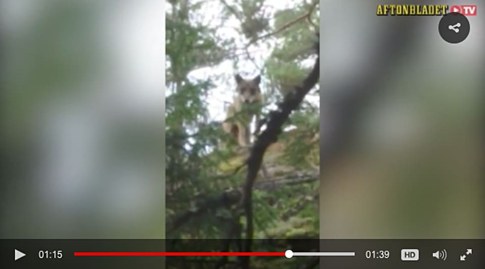Södertörnsvargen filmades när den smög på två svampplockare med en hund i Tyresta naturreservat. Frågan är om tiken söder som Stockholm ska börja göra som den norska Vallentunavargen, norr om Stockholm, och ta hundar.