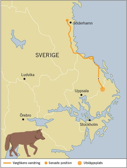 Naturvårdsverkets kartritare låtsas inte om Junseletikens ödesdigra passage vid hamnområdet i Gävle. Staden är inte ens utsatt på kartan.