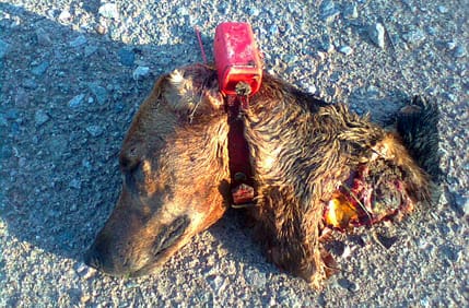 Resterna efter Tilde. Schillerstövaren Tilde blev nio år gammal. Hon dödades, och åts upp, av vargar i Långsjöreviret.