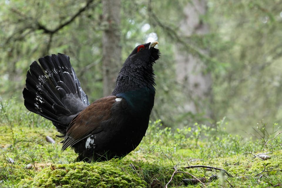 Tjäder och orre ska exporteras till Tyskland för att återinföras i den tyska naturen.