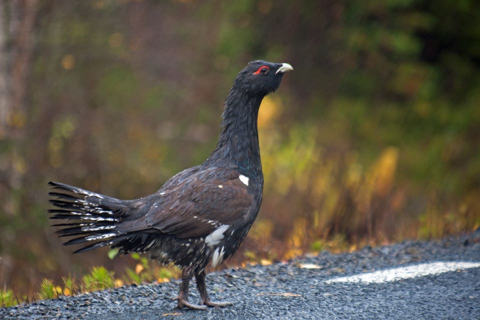 Tingsrätten anser att de norska jägarna har jagat tjäder från bilen.