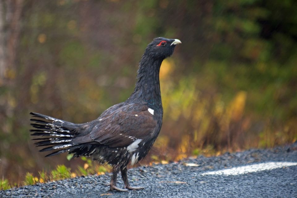 En annorlunda tjäderjakt pågår i Jämtland och Västerbotten. Fåglar fångas in efter vägarna och planteras ut i Tyskland.
