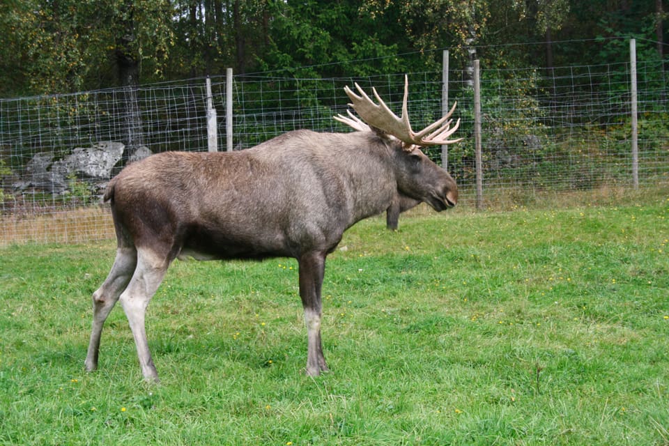 En älgtjur som tagit sig in till visenter och vildsvin i det 200 hektar stora hägnet hos Kosta safaripark måste antagligen skjutas. (Arkivbild)