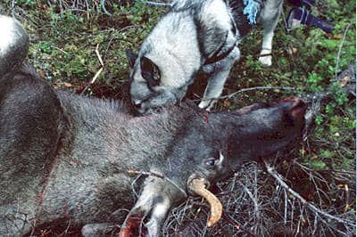 Älgjägaren Gunnar Sætersmoens hund får lugga och smaka på bytet efter en lyckad jakt.