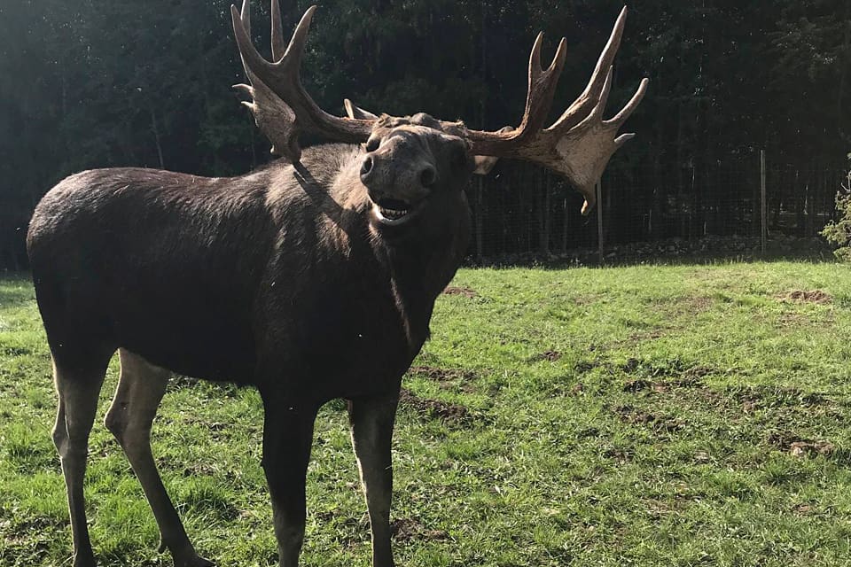 Här är 17-taggaren Sune som är på rymmen från Skullaryd älgpark i Småland tillsammans med 18-taggaren Ragnar. Nu gäller det för hägnets ägare att försöka fälla rymlingarna med ett bedövningsgevär innan den riktiga älgjakten börjar.