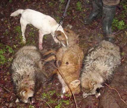 I Sverige blir nu grythundar viktiga för mer än räv- och grävlingjakt. I Finland är det vanligt att grythundar möter mårdhundar i underjorden.