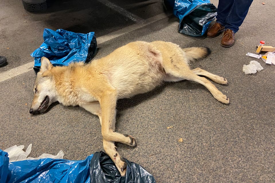 Det var Tönsentiken som blev påkörd och dödad på E4:an utanför Vaggeryd, inte långt från området där det var skyddsjakt på henne.