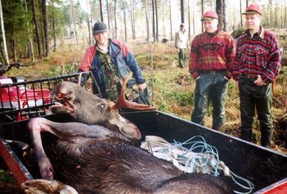 Älgjägare i Torsåker, Gästrikland. De kan glädja sig åt att älgjakten i höst kan bli tämligen givande. I alla fall enligt en flyginventering, som visar att det nu finns närmare nio älgar per tusen hektar.