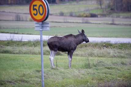 Hastighetsvarning. Om rädslan för vilt får trafikanterna att lätta bara en aning på gasen kan det leda till en – totalt sett – säkrare trafikmiljö.