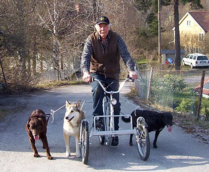 Jan-Erik Norell och de tre hundarna ute på en träningsrunda.