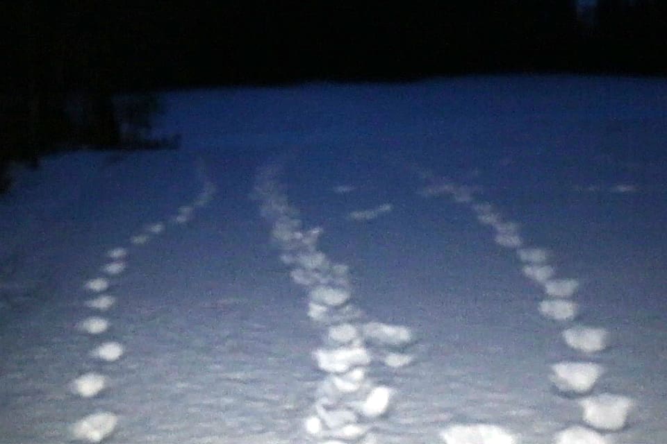 Länsstyrelsens besiktningsman spårade tre vargar 4,3 kilometer.