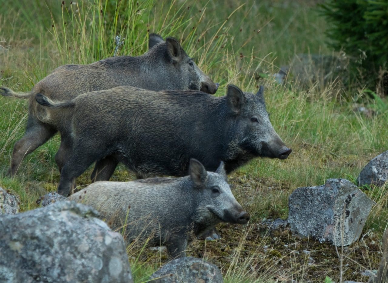 I Schleswig-Holstein har man övat på skarpt läge ifall den afrikanska svinpesten når förbundslandet.