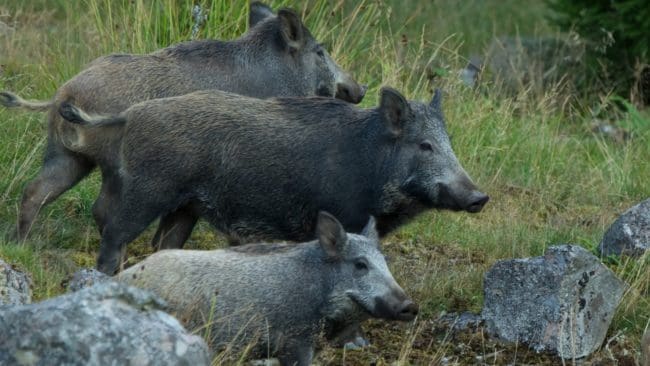 I Schleswig-Holstein har man övat på skarpt läge ifall den afrikanska svinpesten når förbundslandet.