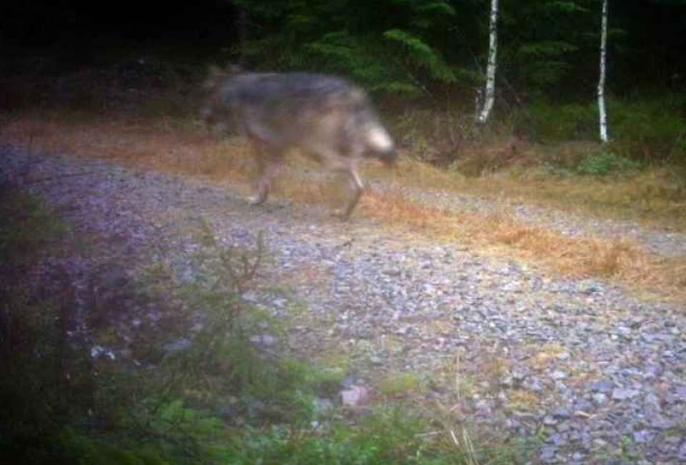 En trebent varg passerade en viltkamera i Häradsbäck på nyårsdagen.
