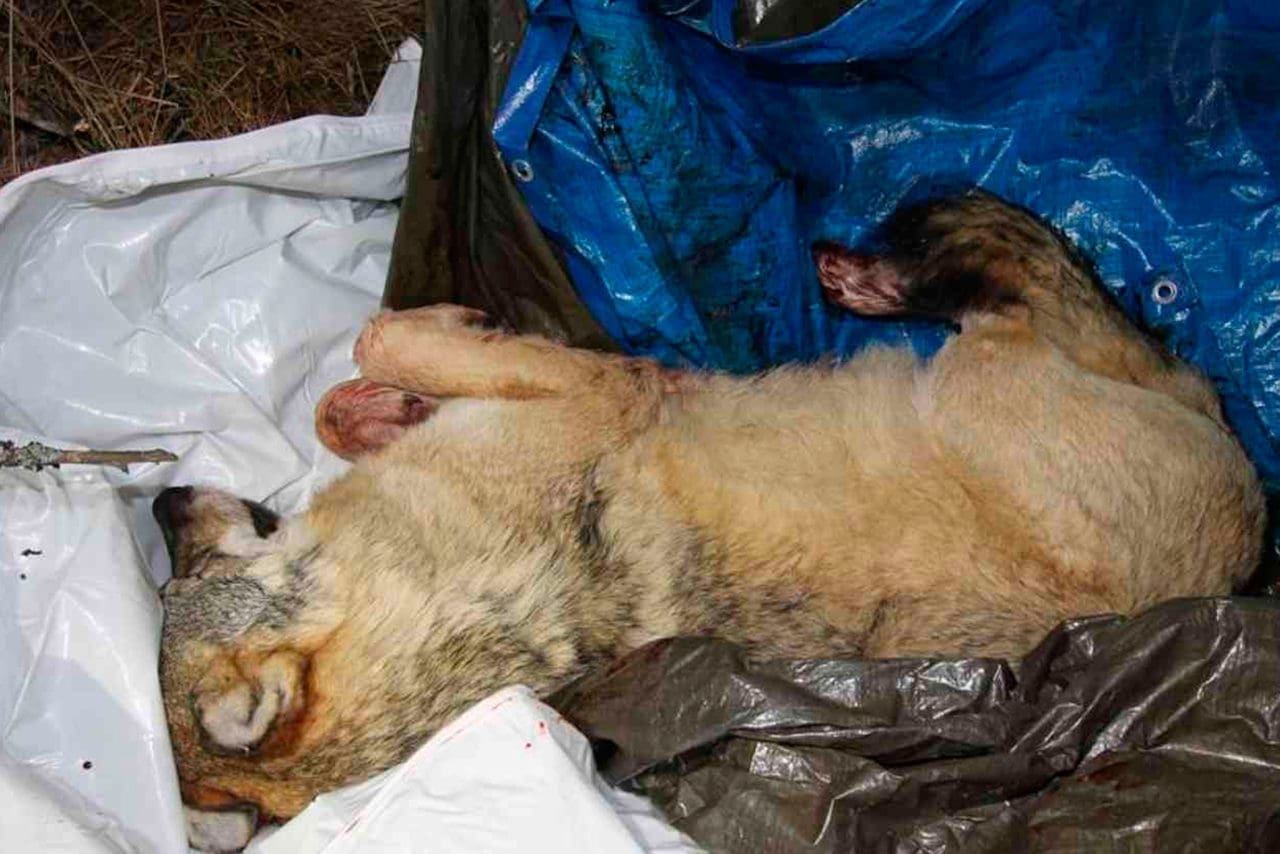 Trysilvargen som sköts 2015 för att freda en hund gjorde att skytten dömdes till fängelse. Nu försöker mannen få upprättelse. Vargen från ryska Karelen var i själva verket uppfödd i fångenskap, hävdar skyttens advokat.