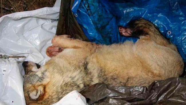 Trysilvargen som sköts 2015 för att freda en hund gjorde att skytten dömdes till fängelse. Nu försöker mannen få upprättelse. Vargen från ryska Karelen var i själva verket uppfödd i fångenskap, hävdar skyttens advokat.