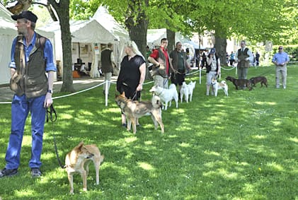 För de jakthundsintresserade finns det mycket att titta på, hundparader, olika typer av arbetssätt och rasklubbar.