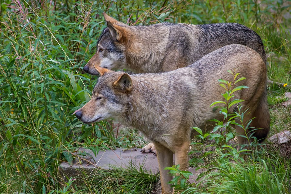 Två vargar promenerade förbi på tomten vid Lena Igemos fritidshus i Valla på måndagsförmiddagen. (Arkivbild)