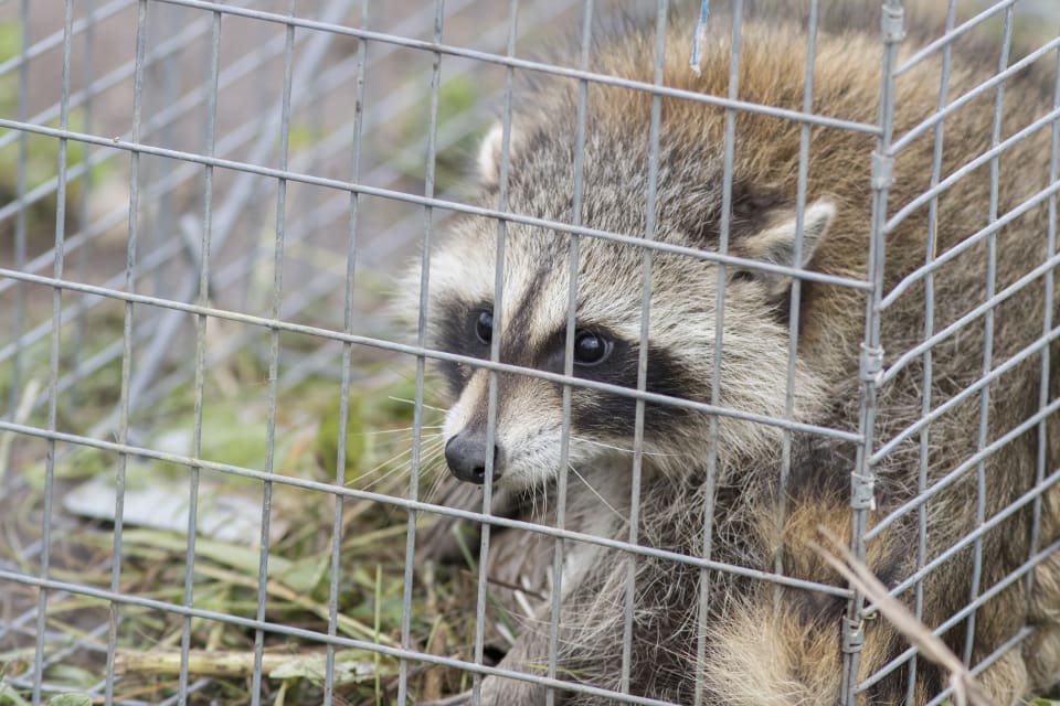 Den tyska naturskyddsföreningen NABU är emot fällfångst av den invasiva tvättbjörnen.