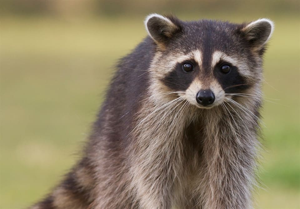 Tvättbjörn hör till de invasiva arter som Danmarks Jaegerforbund utbildar landets jägare att jaga effektivare.
