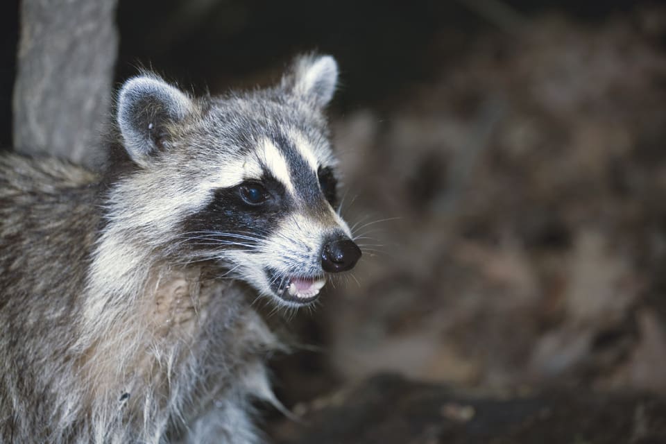 Naturaktivisterna i tyska Naturschutzbund kräver att jägarna i Niedersachsen ska börja jaga de invasiva tvättbjörnarna året runt för att värna småviltet och grodor.