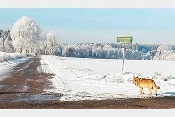 Tyska offentliganställda ska ha fotograferats med vargar vid ett militärt övningsområde. Där ska även den närgångna vargen, kallad Kurti ha befunnit sig.