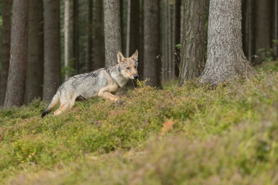 Flera vargangrepp har ägt rum under hösten i det område som har pekats ut som Dalarnas vargtomma ”svarta hål”.