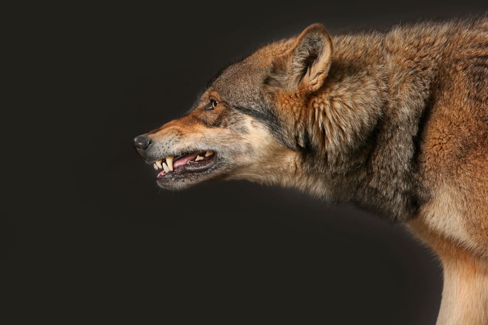 Troligen är det en ungvarg på vandring från Mellansverige som tagit får utanför Kosta i Småland. En jägare upptäckte att flera tackor dödats i en hage. (Arkivbild)