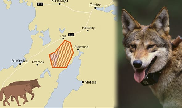 Färsk observation. I helgen såg en kvinna fyra vargar i Höghult, som ligger söder om det område som utritats som Tivedenvargarnas revir på den här kartan.