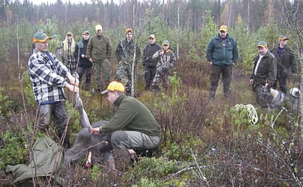 Ungdomarna får se hur det går till när den fällda älgkalven ska tas ur.