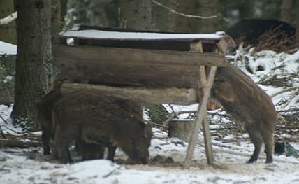 Enligt en undersökning i Luxemburg har utfodring av vildsvin lett till en kraftig ökning av vildsvinsstammen. Tidigare könsmognad är en effekt som utfodringen gett.