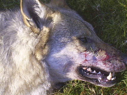 Vargen gjorde utfall mot fårägaren i Vägsjöfors. En granne blev tvungen att skjuta vargen efter flera försök att skrämma bort den.
