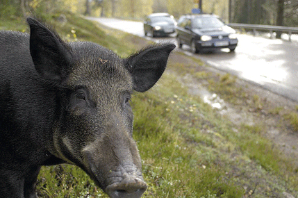 Den växande vildsvinsstammen märks även i statistiken för viltolyckor i trafiken. Det blir allt vanligare att bilister kör på vildsvin.