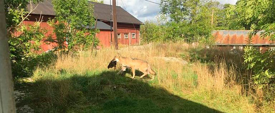 Vallentunavargen har tagit en höna. Men i fredags avslöjades att det även finns en tik från Norge i området. Det var hon som tog de sex fåren.