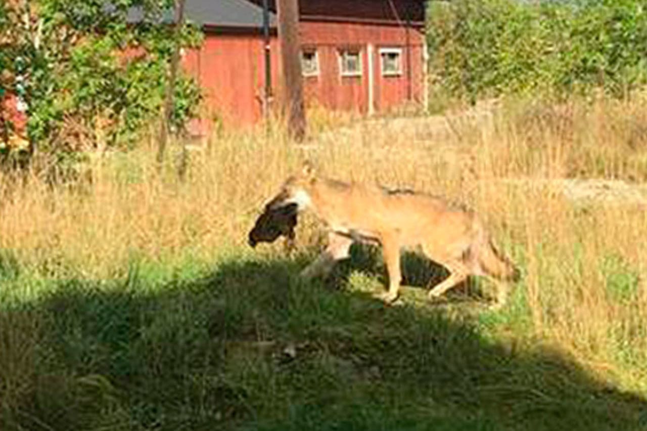 Varg i Rialaområdet travar iväg med en höna. Idag sköts en av vargarna, en hanne, i området i enlighet med skyddsjaktsbeslutet.