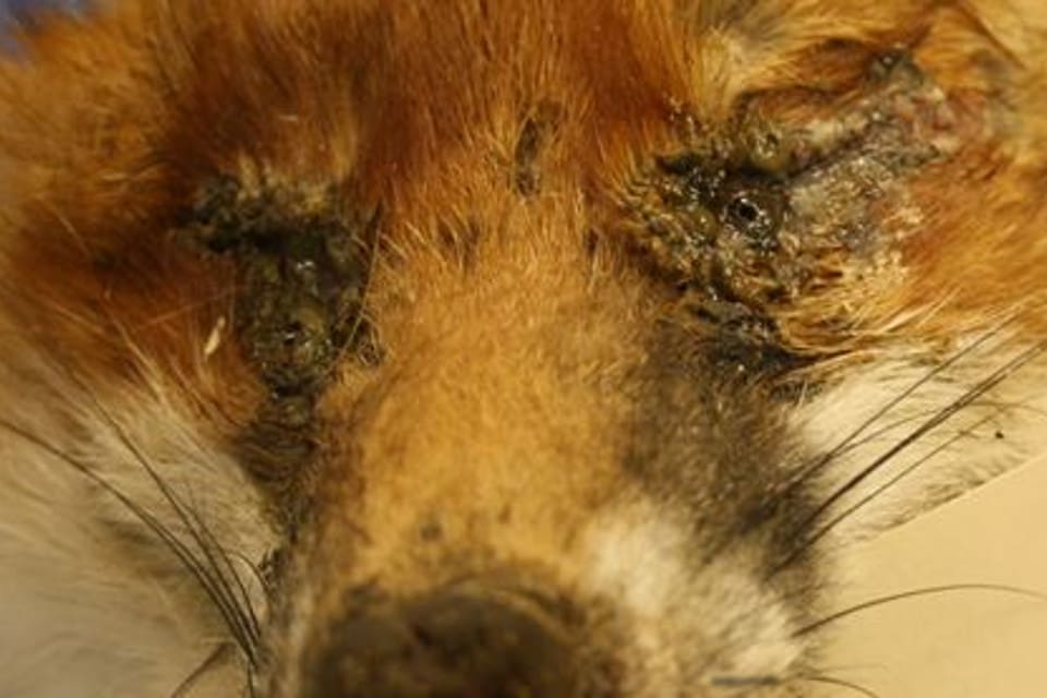 Två rävar har setts med infektioner kring ögonen och en mycket avmagrad mårdhund har påträffats på Jylland i Danmark.
