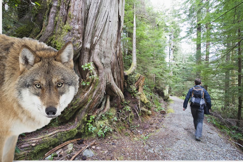 Kanadensiska myndigheter tvingas sätta upp instruktioner för hur människor ska bete sig mot varg på Vancouver Island, eftersom det uppstått farliga situationer.