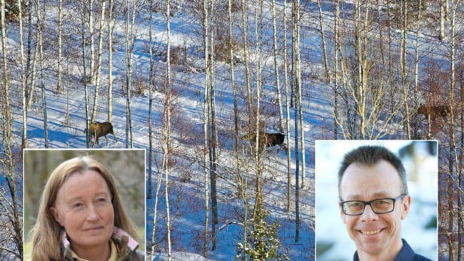 Solveig Larsson, ordförande i Jägarnas Riksförbund, håller med Mikael Lundberg, skogsvårdschef på Sveaskog, i kritiken av älgförvaltningssystemet.