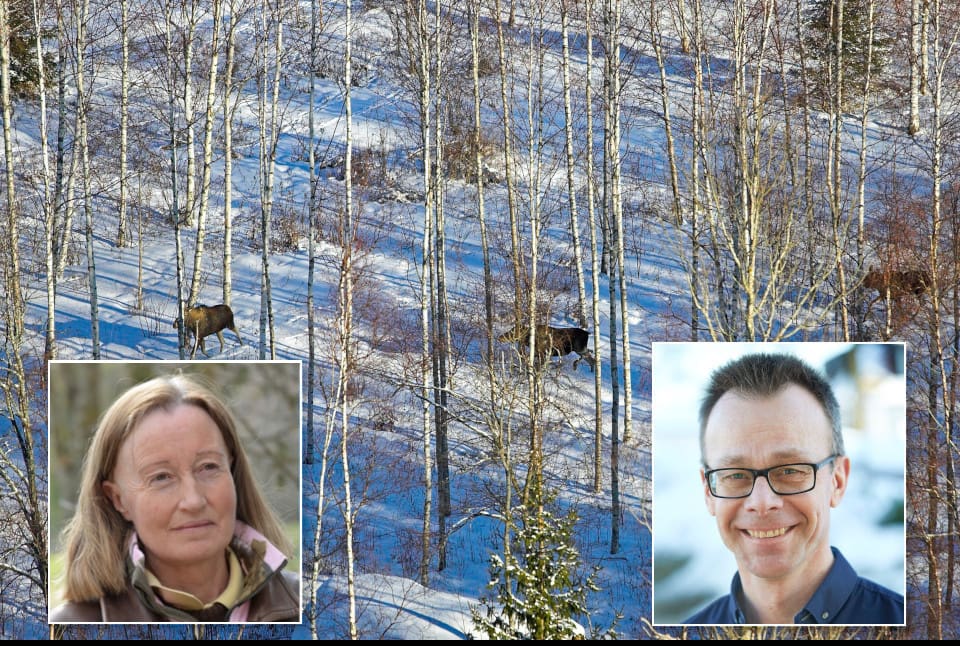 Solveig Larsson, ordförande i Jägarnas Riksförbund, håller med Mikael Lundberg, skogsvårdschef på Sveaskog, i kritiken av älgförvaltningssystemet.