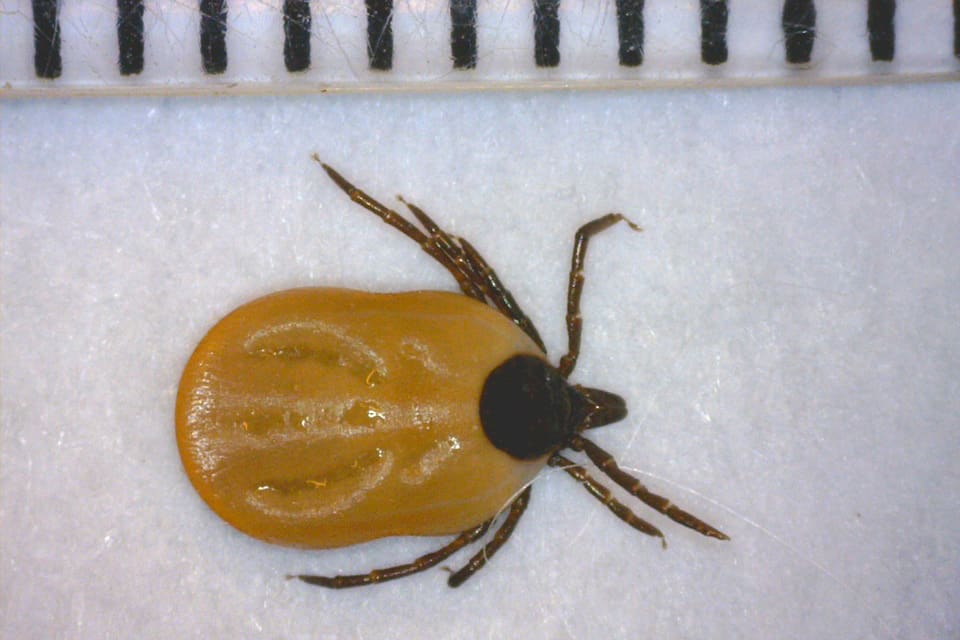 Delvis blodfylld fästinghona av arten vanlig fästing. Fästingar finns nu i hela norra Sverige och ungefär var fjärde fästing bär på smittämnen, som kan ge människor bland annat borreliainfektion eller fläckfeber. Hundar kan få akut feber och hälta av 17 procent av de fästingar som hittats.