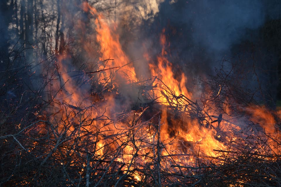I morgon kväll tänder naturbrukare i Norge vårdkasar i protest mot att klimat- och miljödepartementet anser att endast två vargflockar bör skjutas bort. (Arkivbild)