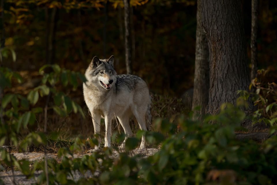 En varg som får uppvisa ett oskyggt beteende bland bebyggelse och människor kan tappa sin skygghet helt och hållet. Det ökar också risken för att den kan gå till angrepp mot människor, menar viltekolog Olof Liberg. (Arkivbild)