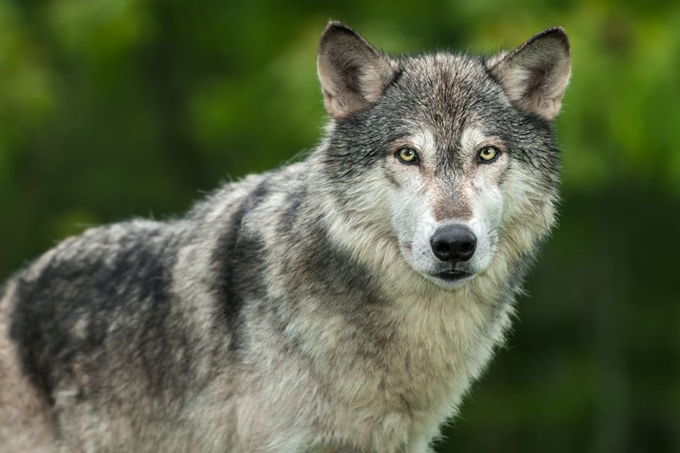 I lördags kom en varg springande efter en jakthund under pågående jakt. Hundföraren sköt då vargen.