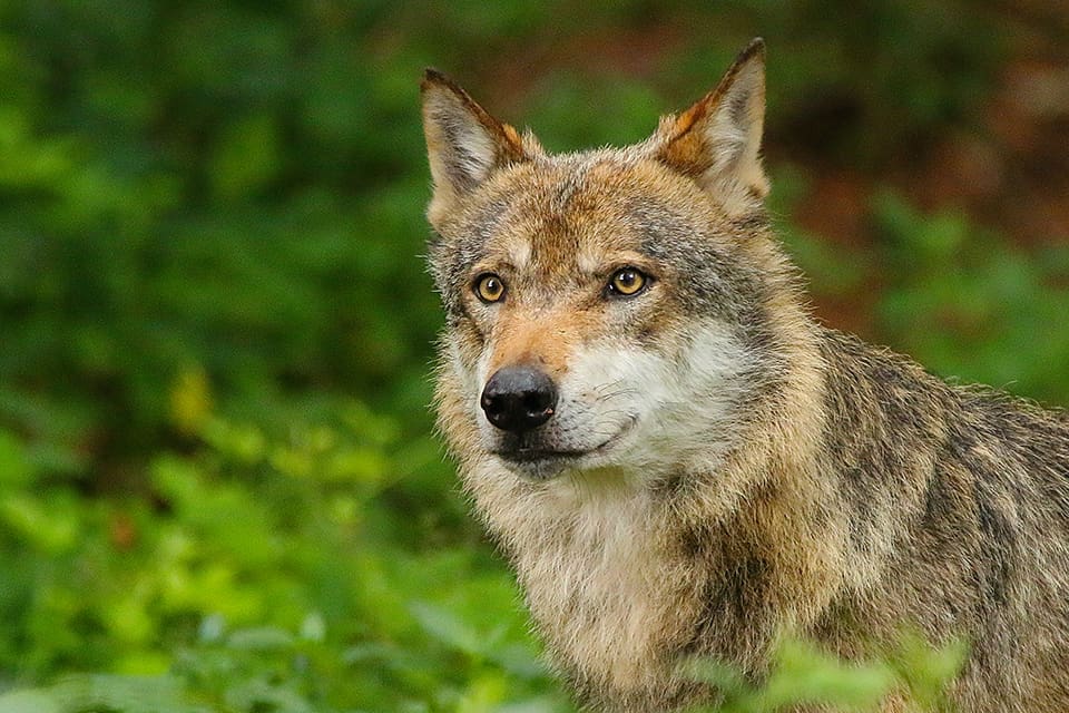 Advokat Wodek Kleinwich, som företräder mannen som sköt vargtiken i Sjundareviret för två år sedan, tror inte att han kommer att dömas för brott.